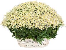 Цветочная композиция из Ромашки в корзине #REPLACE_PRED# Витязево